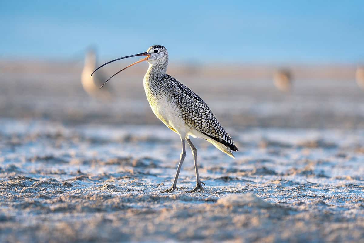 Long-billed Curlew at Bear River Migratory Bird Refuge. credit Clint Wirick USFW Public Domain
