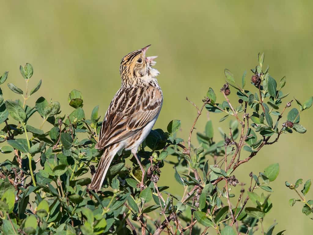 Baird's Sparrow by Bill Bouton