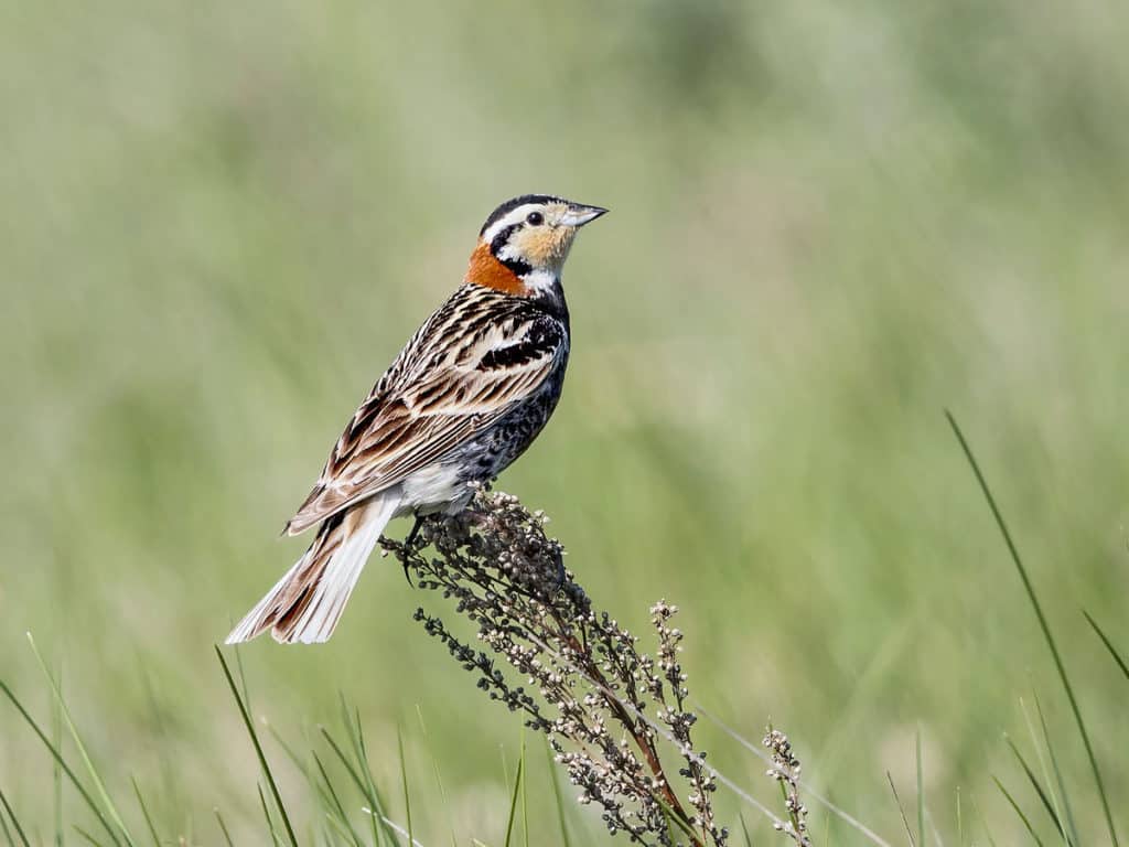 Chestnut-collared Longspur by Bill Bouton