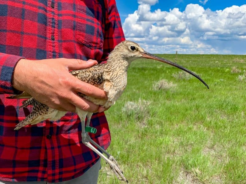 Long-billed Curlew with tracking device