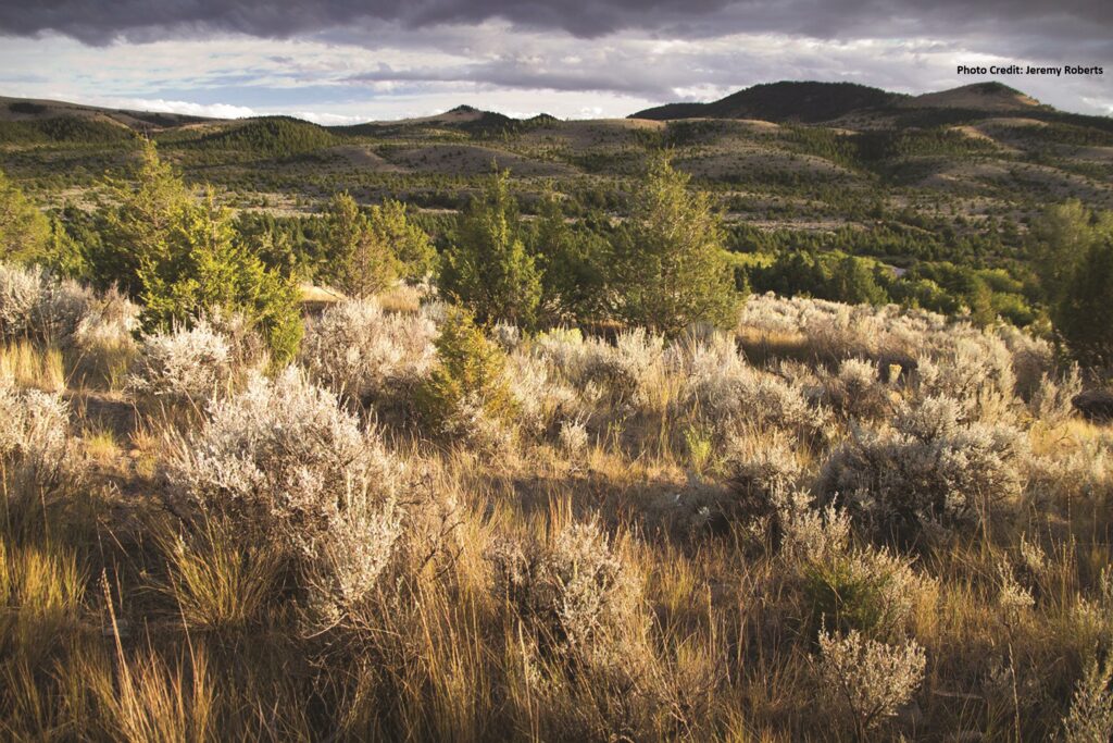 Encroaching conifers take over sagebrush sea jeremyroberts conservationmedia