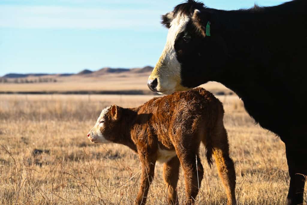 Cow and calf